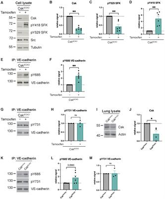 Csk controls leukocyte extravasation via local regulation of Src family kinases and cortactin signaling